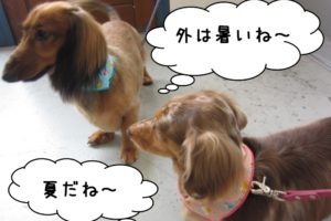 二人ミニチュアダックス