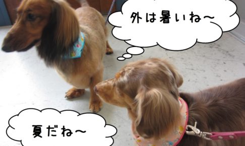 二人ミニチュアダックス