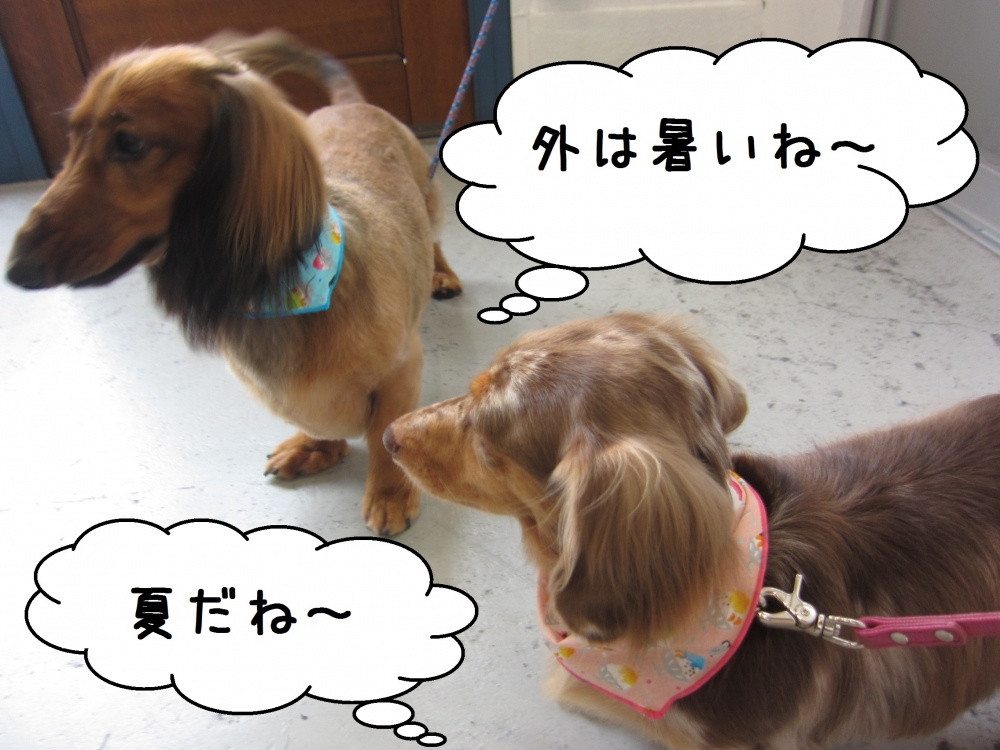 二人ミニチュアダックス