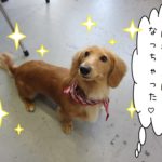 おすましミニチュアダックス