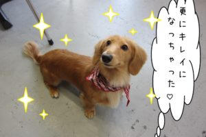 おすましミニチュアダックス