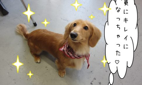 おすましミニチュアダックス