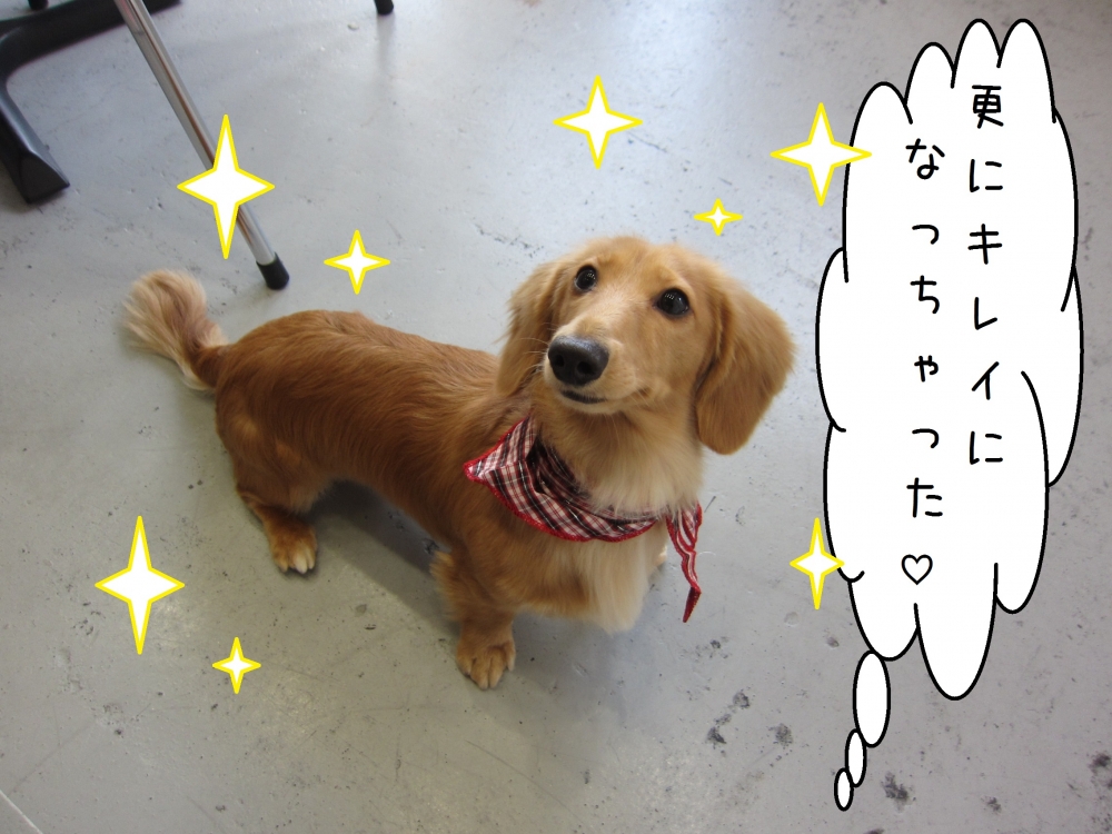 おすましミニチュアダックス