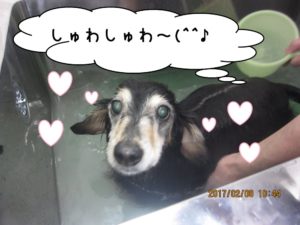 スパ中ミニチュアダックス