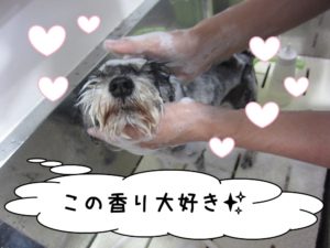 シャンプー中Mシュナ