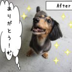 ご機嫌ミニチュアダックス