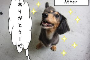 ご機嫌ミニチュアダックス