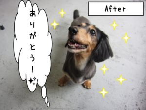 ご機嫌ミニチュアダックス