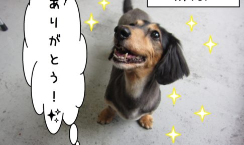 ご機嫌ミニチュアダックス