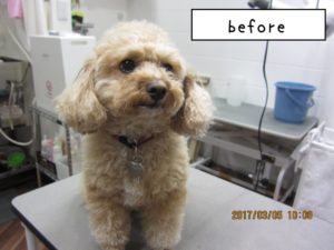 カット前トイプードル