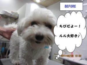 マルチーズカット前