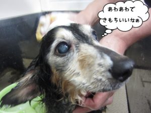 シャンプー中ミニチュアダックス