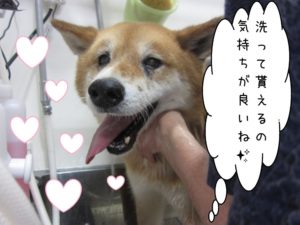 シャンプー中柴犬