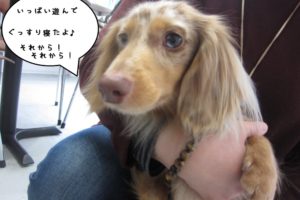 おすましミニチュアダックス