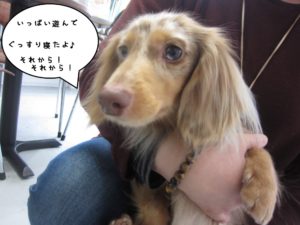 おすましミニチュアダックス