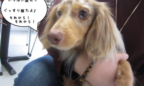 おすましミニチュアダックス