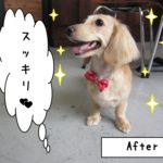 笑顔ミニチュアダックス