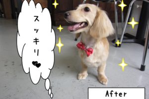 笑顔ミニチュアダックス