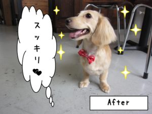 笑顔ミニチュアダックス