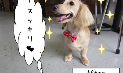 笑顔ミニチュアダックス