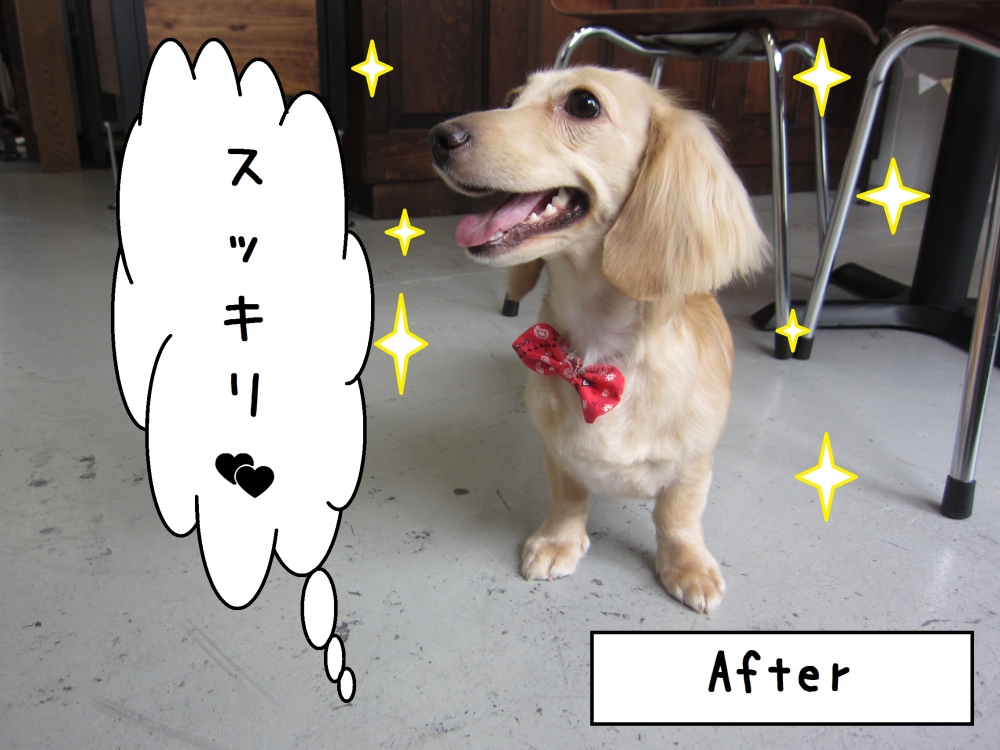 笑顔ミニチュアダックス