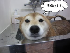 スパ中柴犬