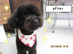 カット後トイプードル