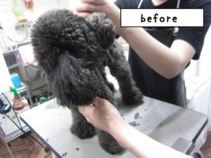 カット前トイプードル