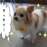 ふわふわチワワ