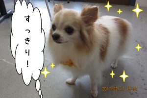 ふわふわチワワ