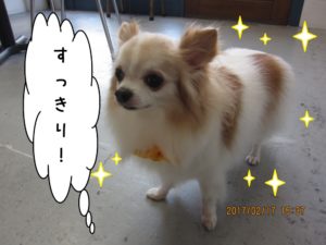 ふわふわチワワ