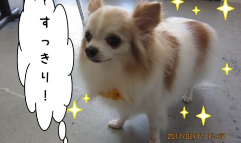 ふわふわチワワ