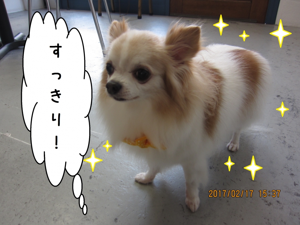 ふわふわチワワ