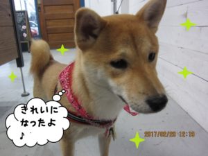 施術後柴犬