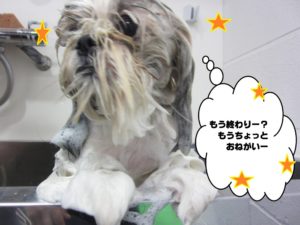 シャンプー中シーズー