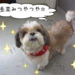 おすましシーズー