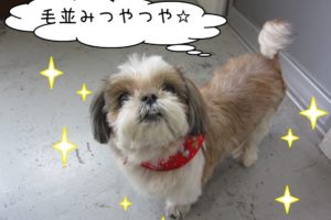 おすましシーズー