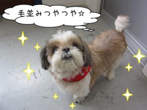 おすましシーズー