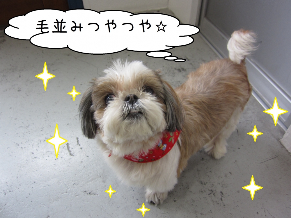 おすましシーズー