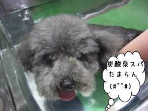 スパ中トイプードル