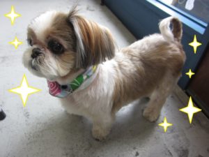 施術後シーズー