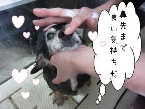 シャンプー中ミニチュアダックス