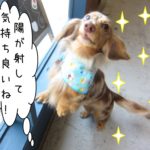 日光はしゃぐミニチュアダックス