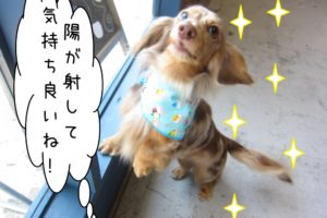 日光はしゃぐミニチュアダックス