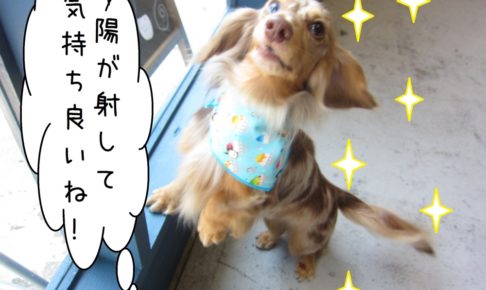 日光はしゃぐミニチュアダックス