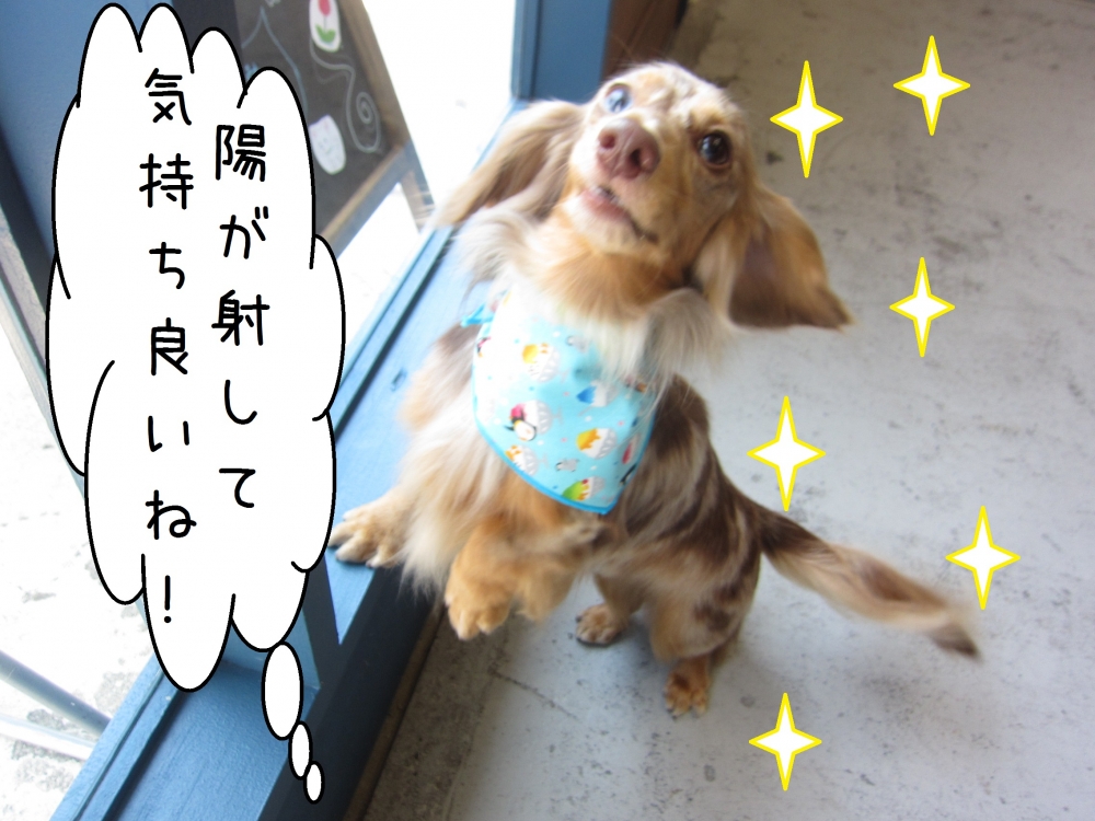 日光はしゃぐミニチュアダックス