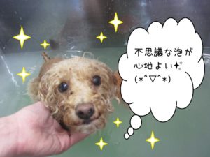 スパ中トイプードル