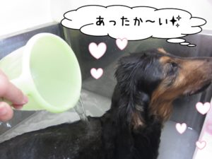 スパ中ミニチュアダックス