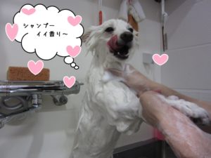シャンプー中スピッツ