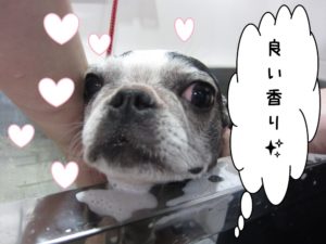 シャンプー中ボストンテリア